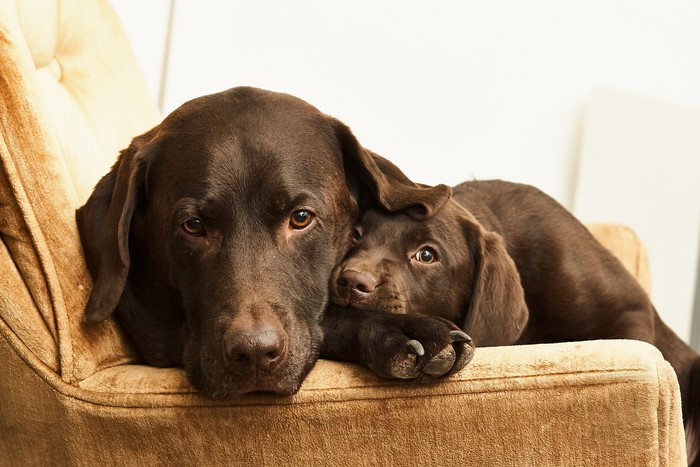 Two Chocolate Labrador dogs resting on a chair