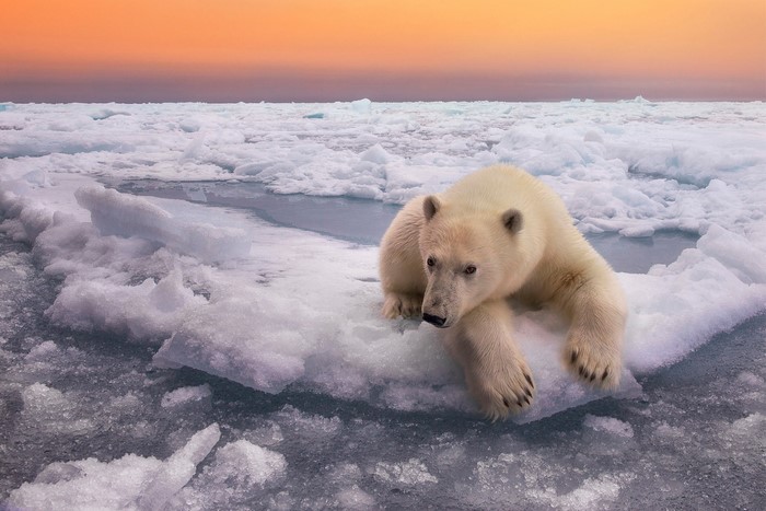 Polar bear on ice floe at sunset