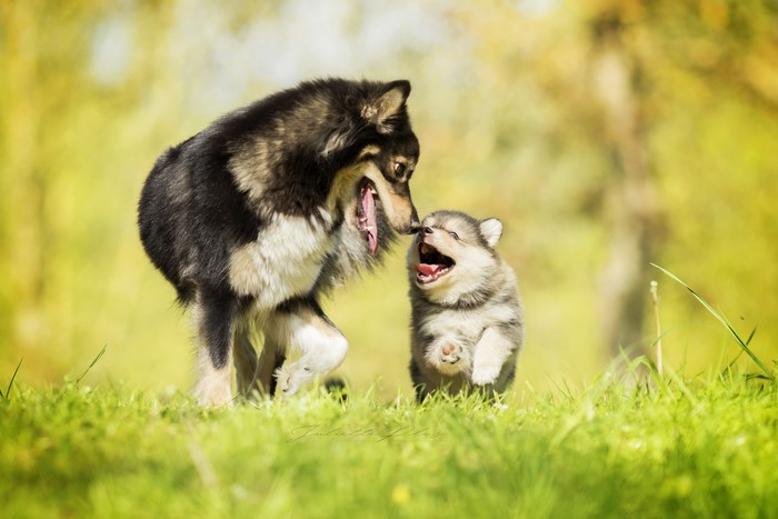 Adult dog and puppy playing in grass