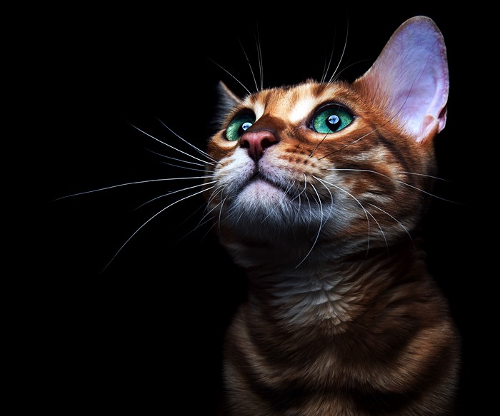 Bengal Cat with Green Eyes