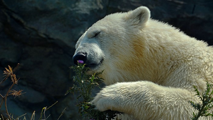 Polar bear eating a plant