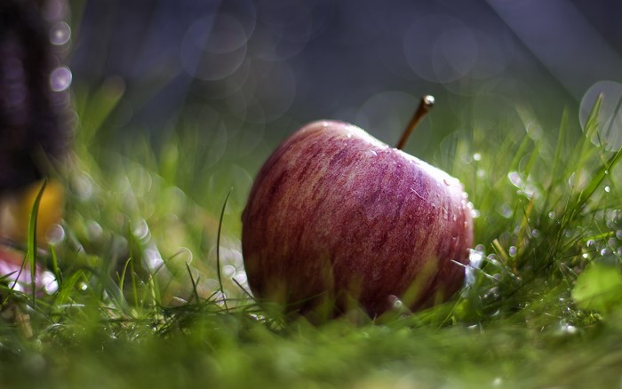 Red apple on grass with water droplets
