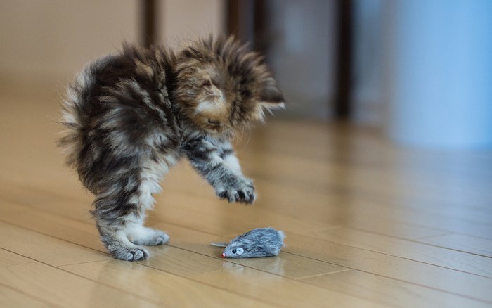 Kitten playing with a toy mouse
