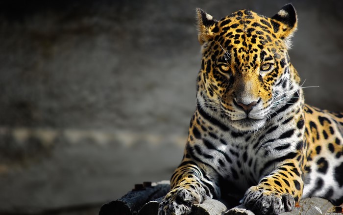 Jaguar resting on logs