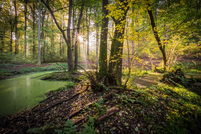 Forest with green pond and sunbeams