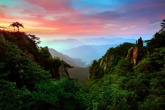 Mountain valley at sunset with pine trees