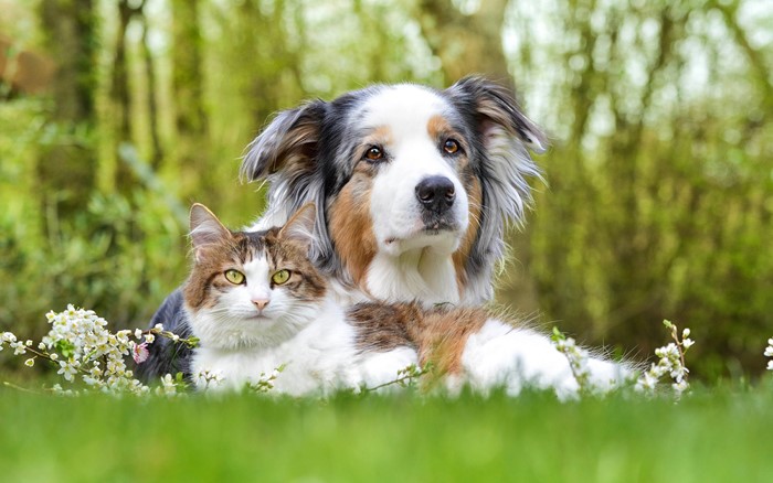 Australian Shepherd dog and cat in a garden