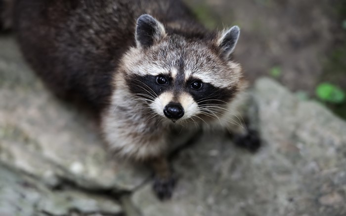Raccoon looking up from rocky ground