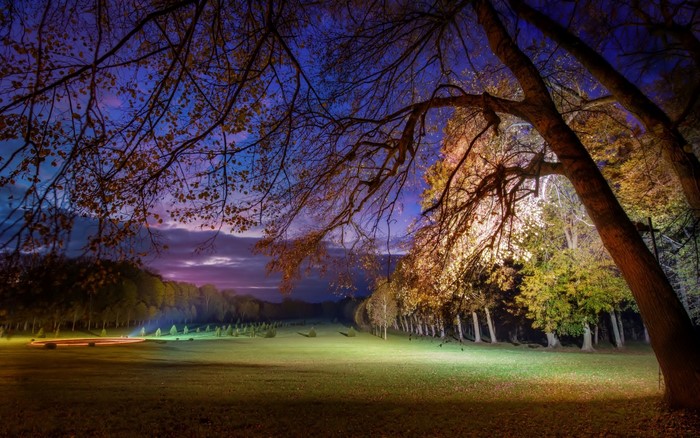 Park at night with illuminated trees and sky