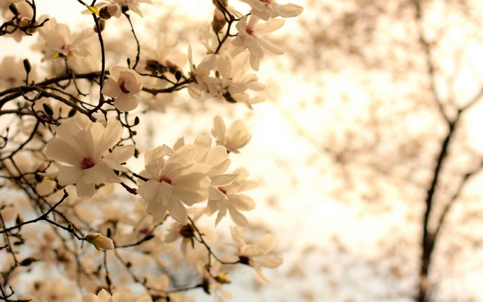 White Magnolia Blossoms on Branches