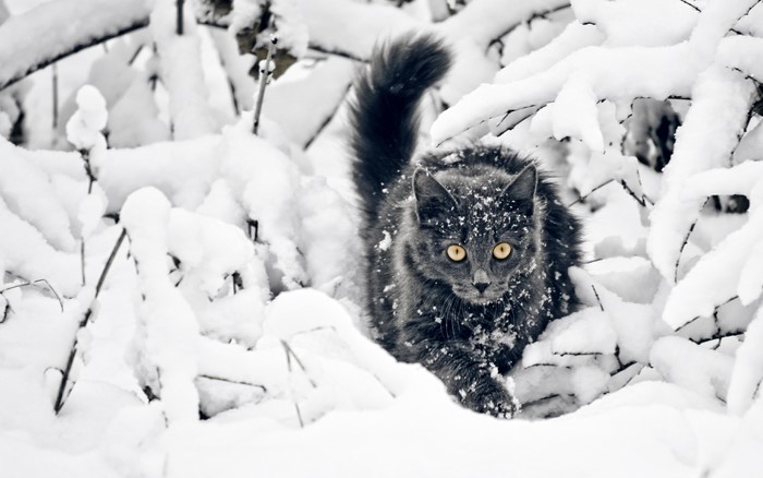 Gray cat in snow
