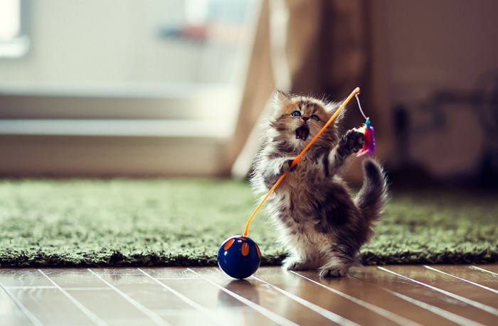 Kitten playing with a toy on a rug