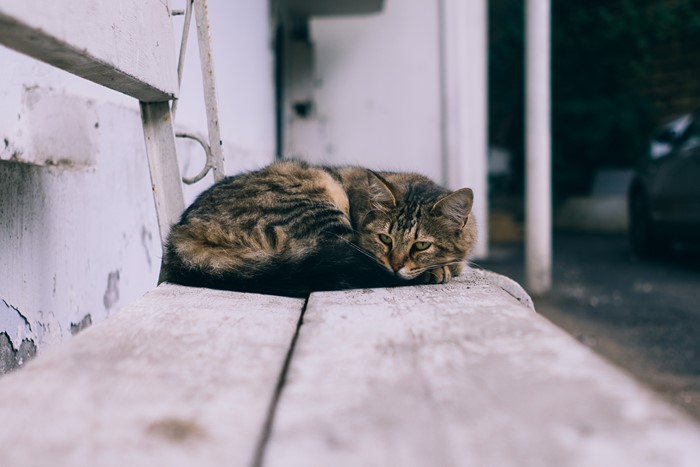 Tabby cat resting on a wooden bench