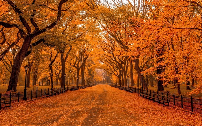 Central Park path lined with benches and autumn trees