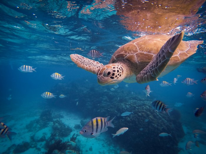 Sea Life: Turtle and Tropical Fish Underwater