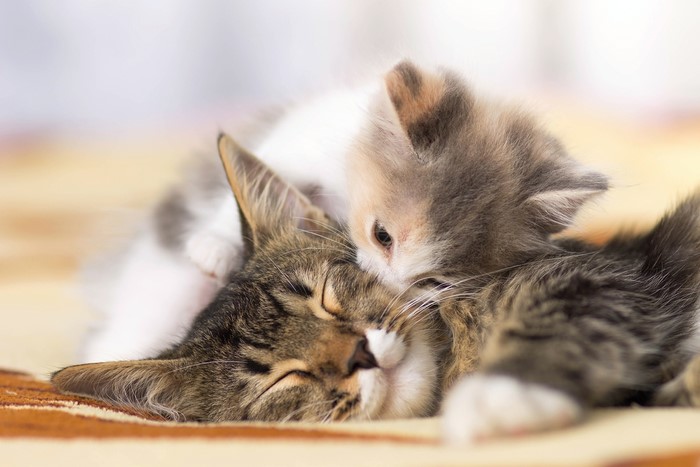 Kitten kissing a sleeping cat