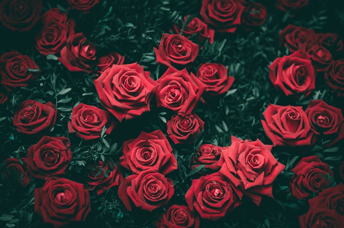 Red Roses and Green Leaves