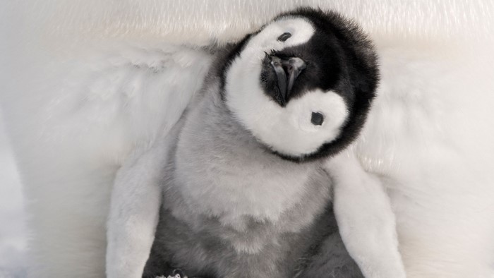 Adorable Baby Penguin Tilting Its Head