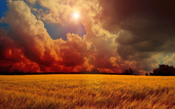 Golden field under dramatic stormy clouds