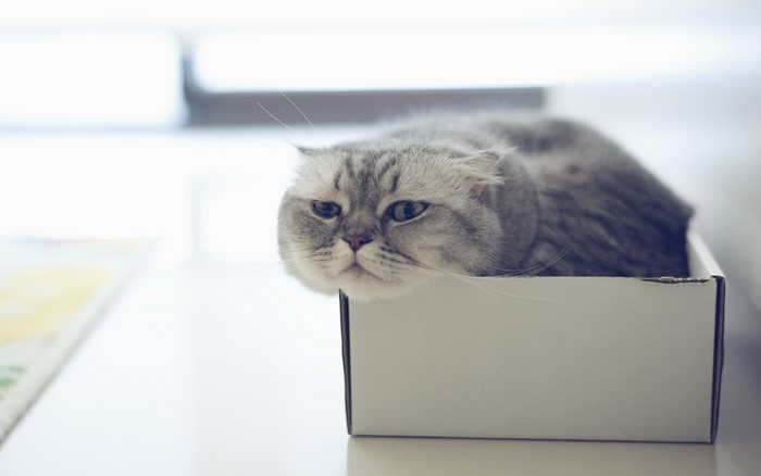 Scottish Fold cat in a box