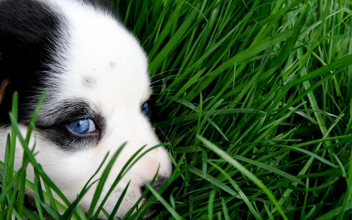 Puppy with blue eyes in green grass