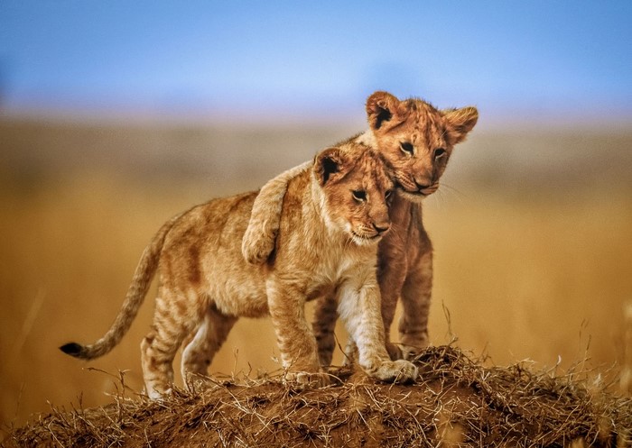 Two lion cubs hugging on a grassy hill
