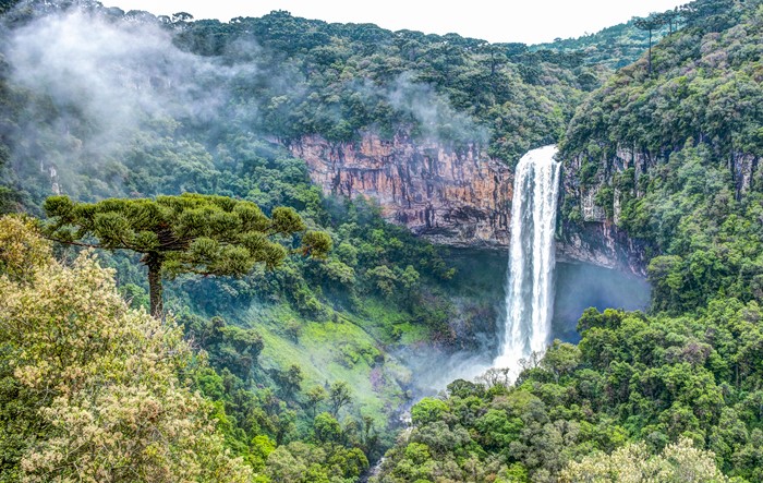 Waterfall in a lush green mountain valley with a prominent tree