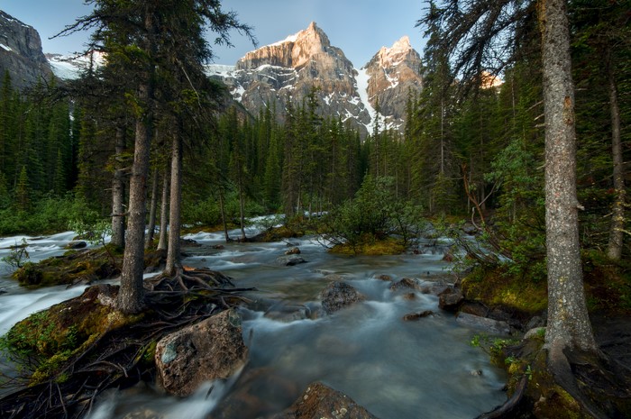 Mountain stream flowing through a forest in Banff National Park