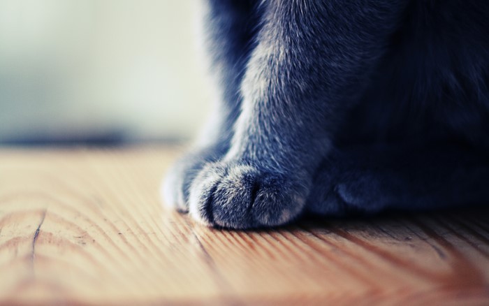 Close-up of a cat's paws on a wooden surface