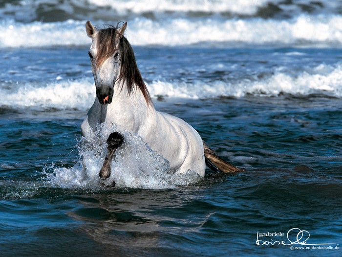White horse splashing in the ocean waves