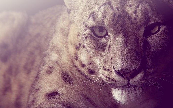 Snow Leopard Close-up Portrait