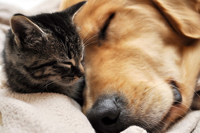 A kitten sleeps on a dog