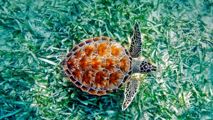 Sea Turtle Swimming Over Seagrass