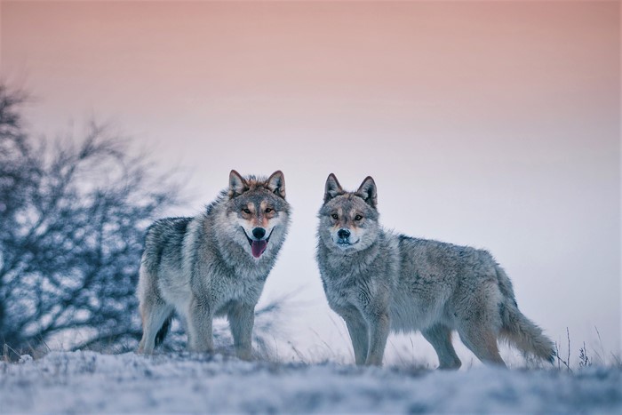 Two wolves in a snowy landscape