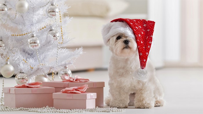 Cute Maltese Dog in Santa Hat by Christmas Tree