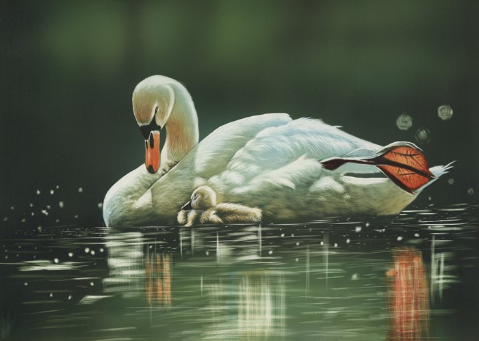 Swan and cygnet swimming on water