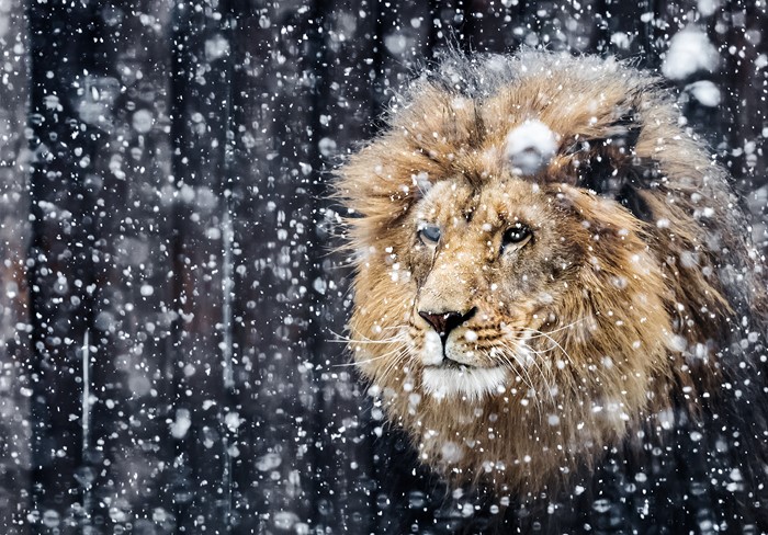 Lion in the snow