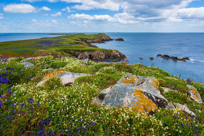 Wildflowers on a rocky Irish coastline overlooking the ocean