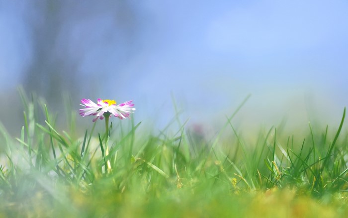 Daisy flower in green grass with blue sky