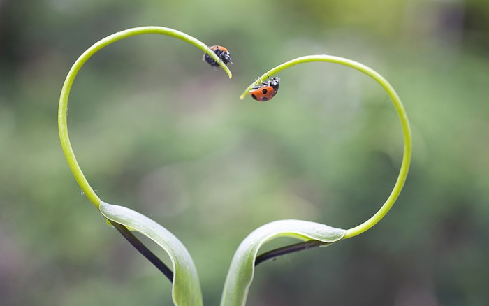 Two ladybugs on heart-shaped plant stems