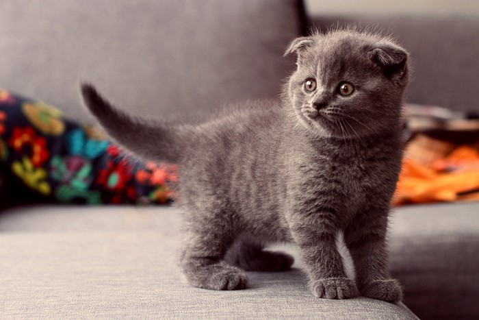 Scottish Fold kitten on a couch