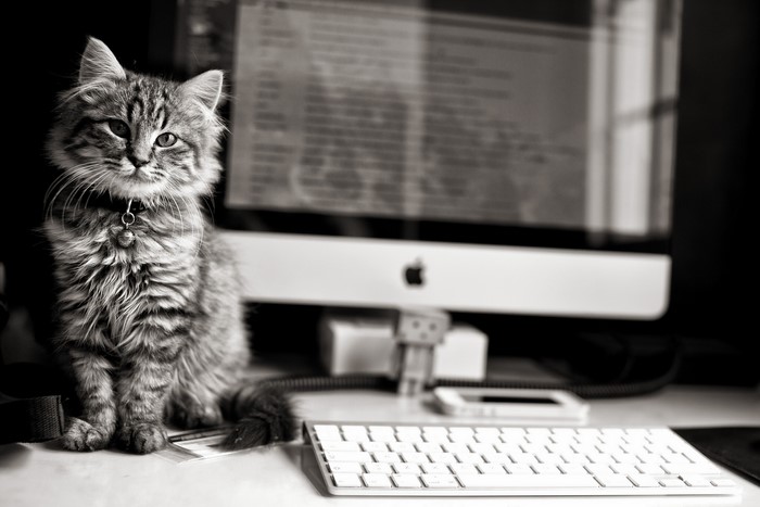 Fluffy cat sitting in front of an Apple iMac computer