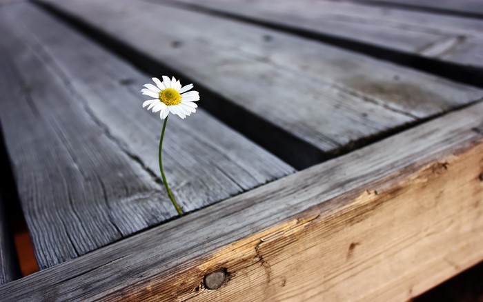 Daisy growing through wooden planks