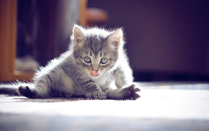 Kitten licking its nose with green eyes