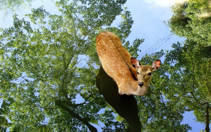 Deer reflected in water with trees and sky