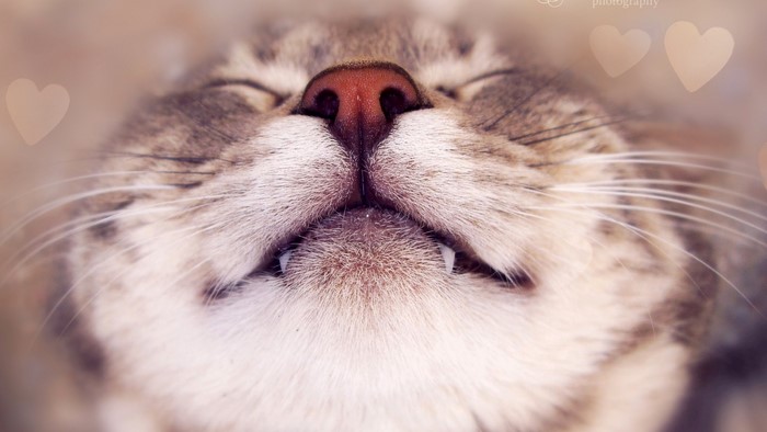 Close-up of a sleeping cat's face