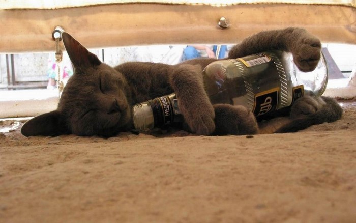 Gray cat sleeping with a bottle