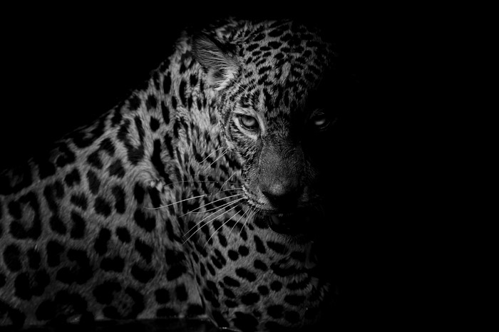 Black and White Leopard Portrait