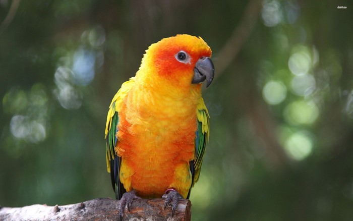 Sun Conure Parrot on a Branch
