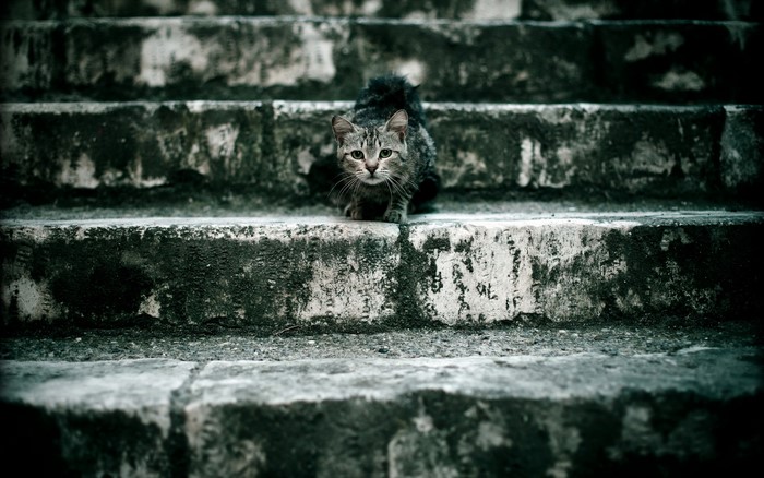 A tabby cat sits on mossy stone steps